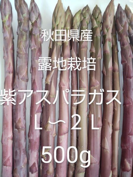 紫アスパラガス 500g 太め