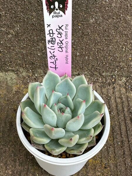 ルイパパさん苗 そわそわ×中里リンゼアナ 札、鉢付き 【5月10日撮影】
