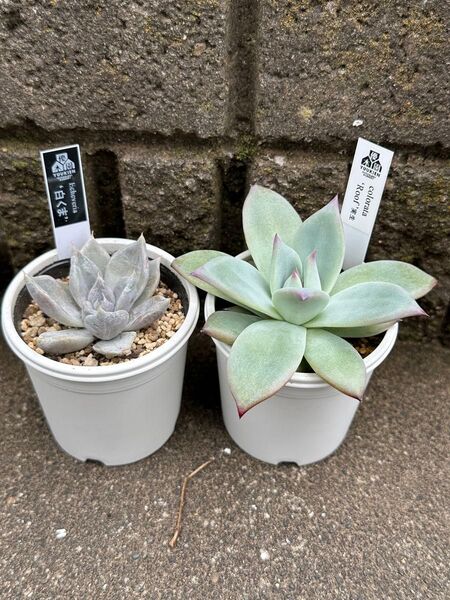 優木園さん苗 命名株、実生の2点セット 札、鉢付き 【5月18日撮影】