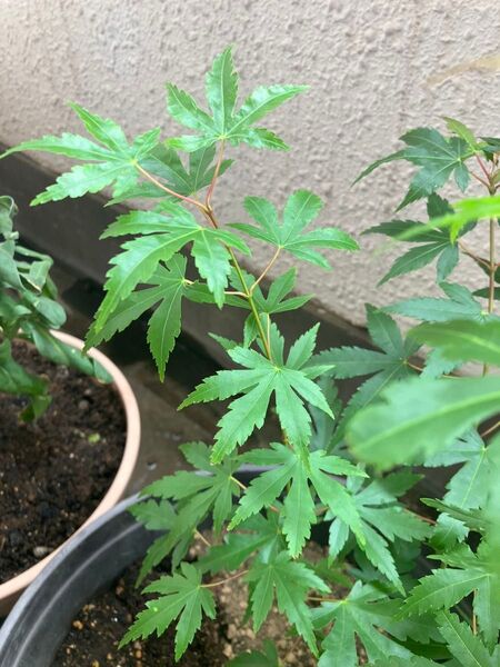 イロハモミジの苗木