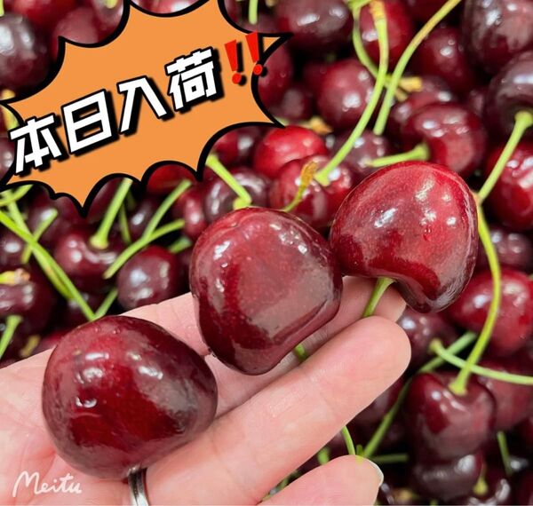 シーズン初入荷 箱込み1kg 大粒チェリー アメリカンチェリー チェリー さくらんぼ 贈り物 お歳暮 お中元 土産