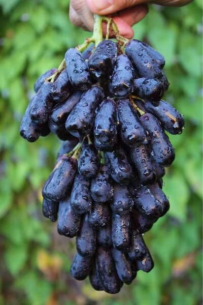 スイートサファイア オーストラリア産 幻の葡萄 黒葡萄 箱込み2kg