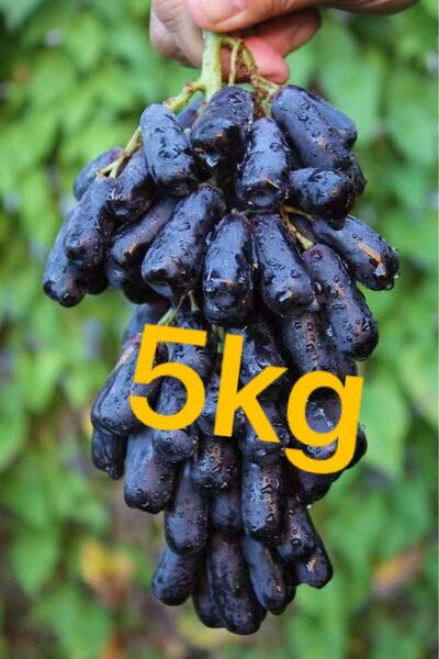 スイートサファイア オーストラリア産 幻の葡萄 黒葡萄 箱込み5kg