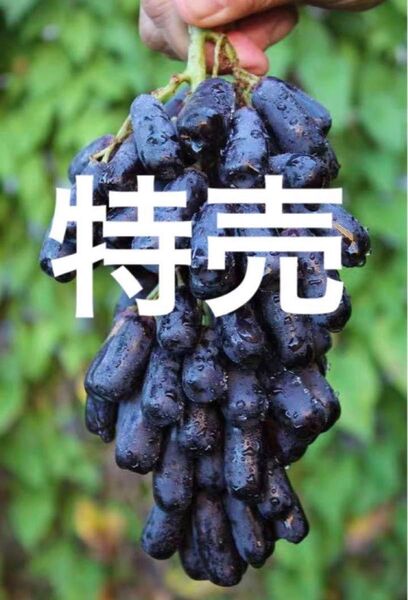 スイートサファイア オーストラリア産 幻の葡萄 黒葡萄 箱込み2kg