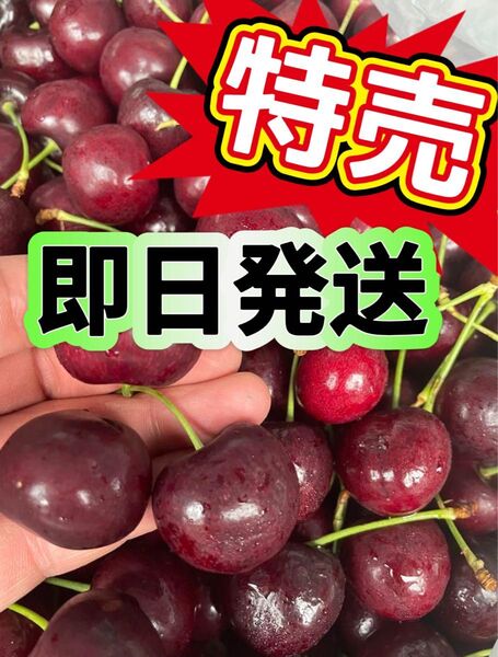 シーズン初入荷 箱込み1kg 大粒チェリー アメリカンチェリー チェリー さくらんぼ 贈り物 お歳暮 お中元 土産