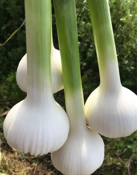 無添加 無農薬 生ニンニク にんにく 大蒜 1kg 料理用