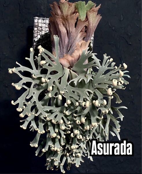 willinckii ウィリンキー asurada アスラダ C