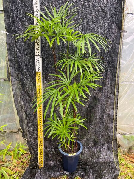 シュロチク 棕櫚竹 8号鉢 55 観葉植物