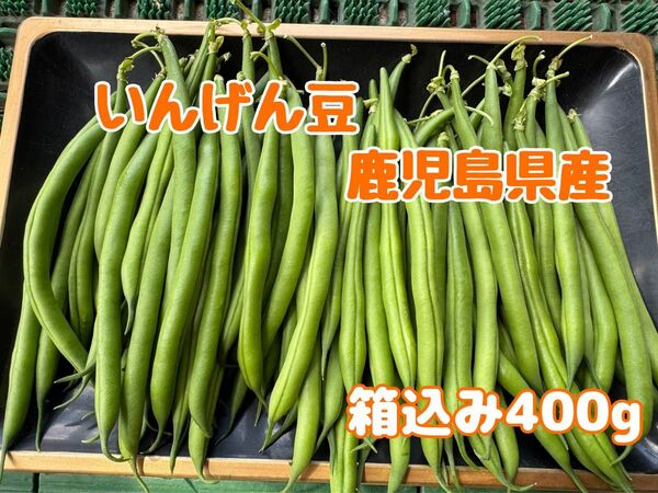 いんげん豆◆箱込み400g◆鹿児島県産◆規格外訳あり品◆農家直送◆朝採れ野菜