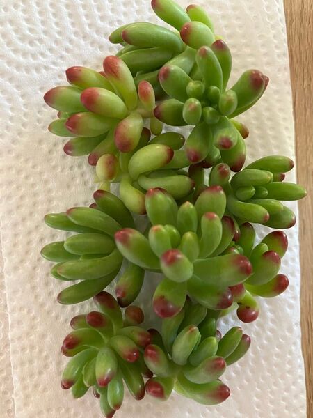 多肉植物 ルビーティントと乙女心