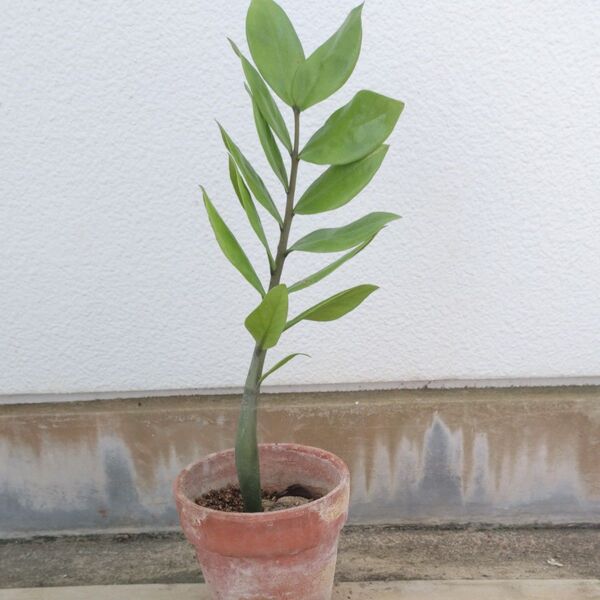 ザミオクルカス、観葉植物