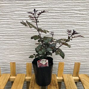 赤葉山椒 1苗 ※ 2苗 3500円