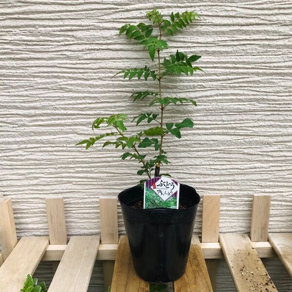 ぶどう山椒 1苗 ※2苗 3800円