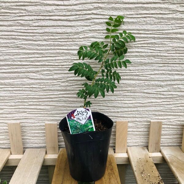 ぶどう山椒 1苗 ※ 2苗 3800円