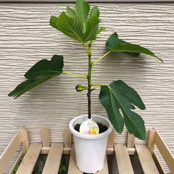 ゼブラスイート 1株 いちじく