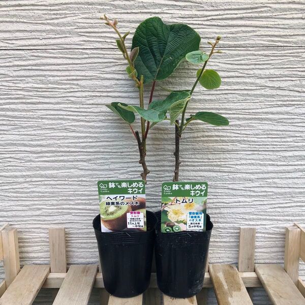 鉢でも楽しめる キウイ トムリ 1株 緑実系のメス木 1株
