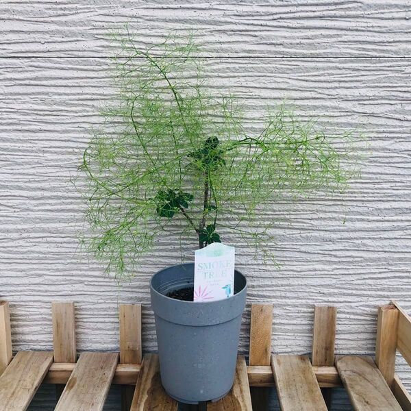 スモークツリー スマイル ※2点 5200円