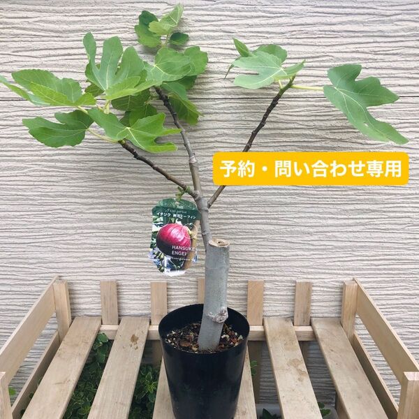 人気のHANSUKE ENGEIの苗木イチジク 桝井ドーフィン