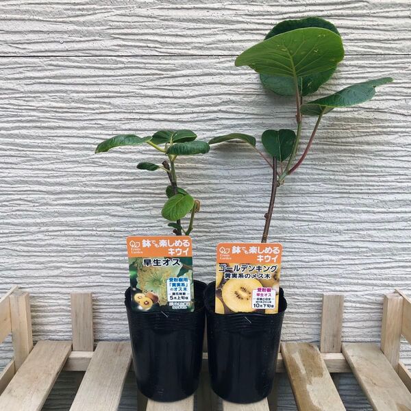 鉢でも楽しめる キウイ 早生オス 1株 黄実系のメス木 1株