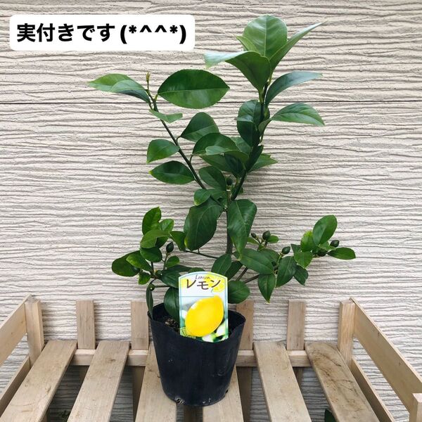 レモン (実付き) 苗木 1株