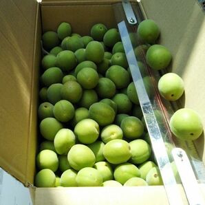 5月の 本日 庭で収穫した青梅の実 3kg
