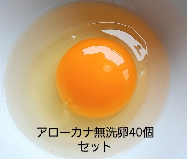 放し飼いアローカナ無洗卵40個セット