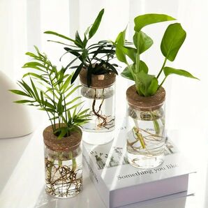 透明ガラス 水耕植物 ベース モダン デザイン インテリア 家具 花瓶 クリア フラワー 観葉植物 コルク コンパクト146355