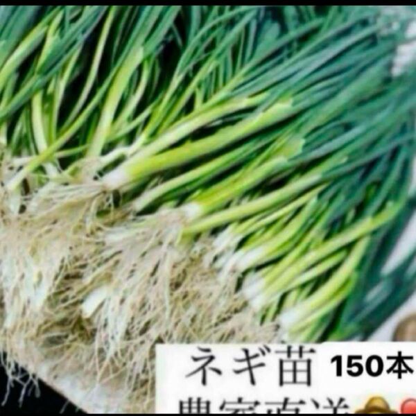 福岡県産 ネギ苗150本