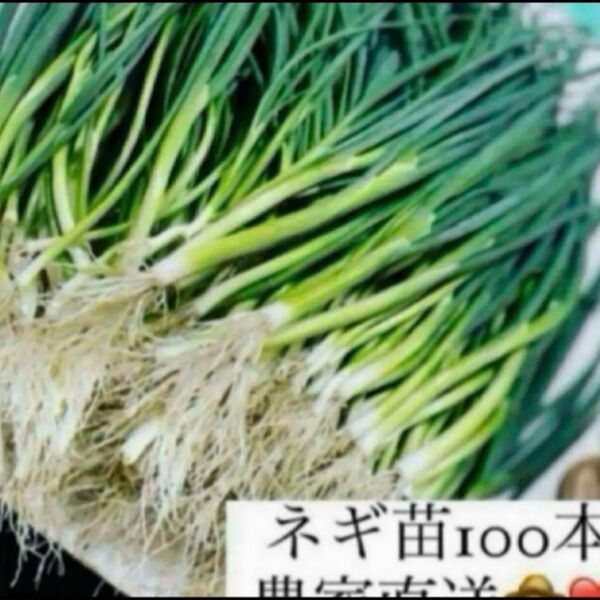 福岡県産 ネギ苗100本