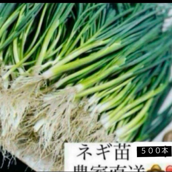 福岡県産 ネギ苗500本