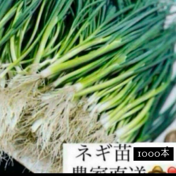 福岡県産 ネギ苗1000本