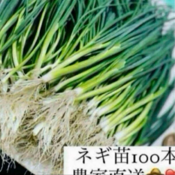 福岡県産 ネギ苗100本
