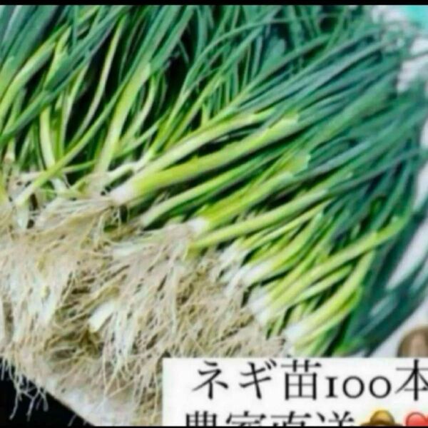 福岡県産 ネギ苗100本