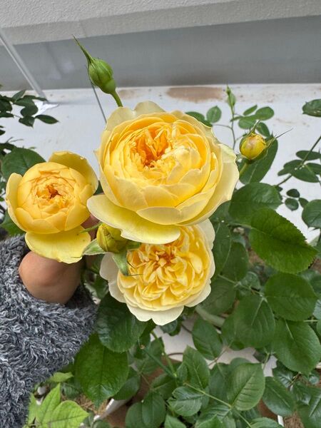 黄色いバラ バラ苗 Luciol* rose