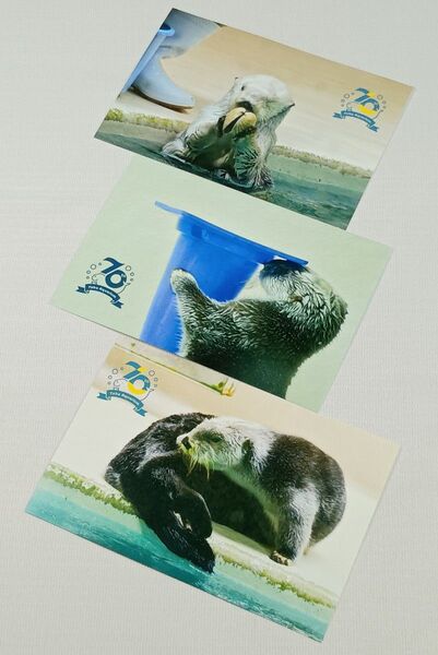 新品 限定 5/9メイ誕生日記念 鳥羽水族館70周年 メイ ポストカード×3枚セット