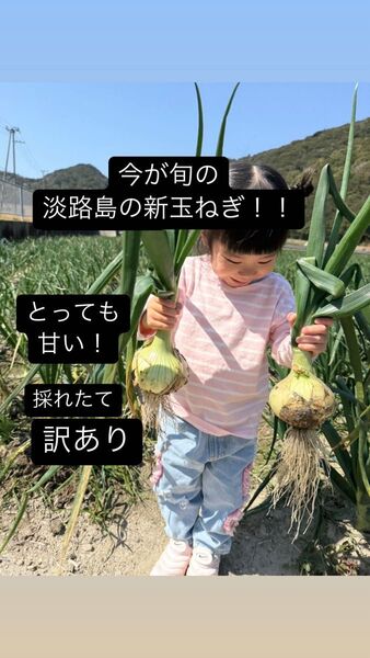 【訳あり】 淡路島の新玉ねぎ3キロ 今が旬