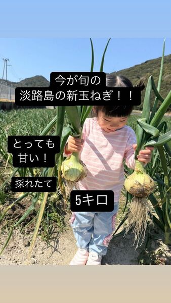 【訳あり】今が旬淡路島の新玉ねぎ5キロ 淡路島で採れた新鮮な新玉ねぎ