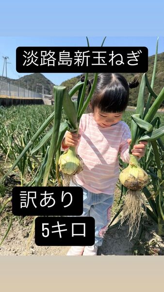 【訳あり】淡路島の新玉ねぎ5キロ 淡路島で採れた新鮮な新玉ねぎ