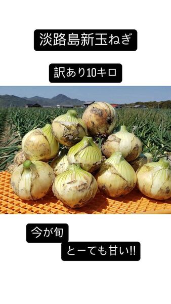 【訳あり、最終】淡路島新玉ねぎ10キロ