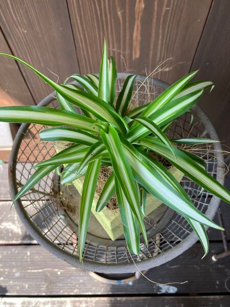 オリズルラン鉢植え