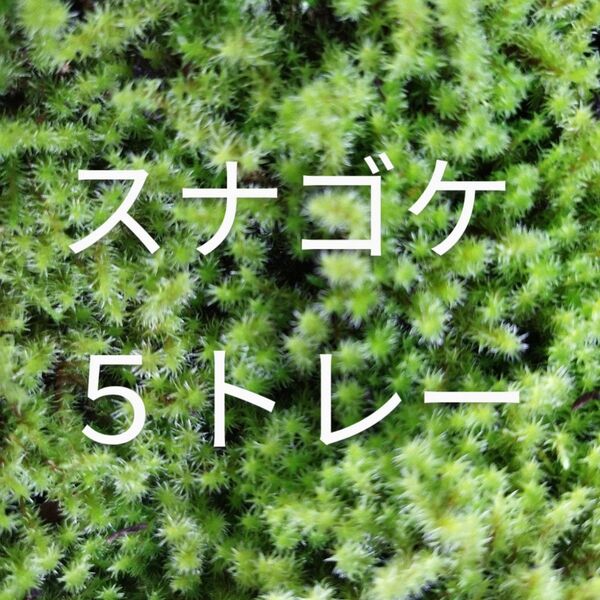スナゴケ 5トレー コケ 苔 苔リウム 苔テラリウム こけ