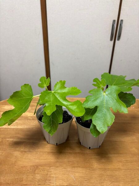 イチジク 2株セット ビオレソリエス又はドーフィン イチジク苗木