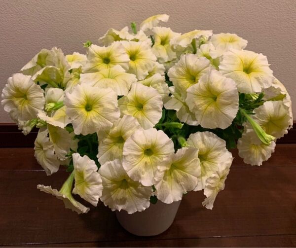ペチュニア 鉢植え 開花中 鉢ごと発送