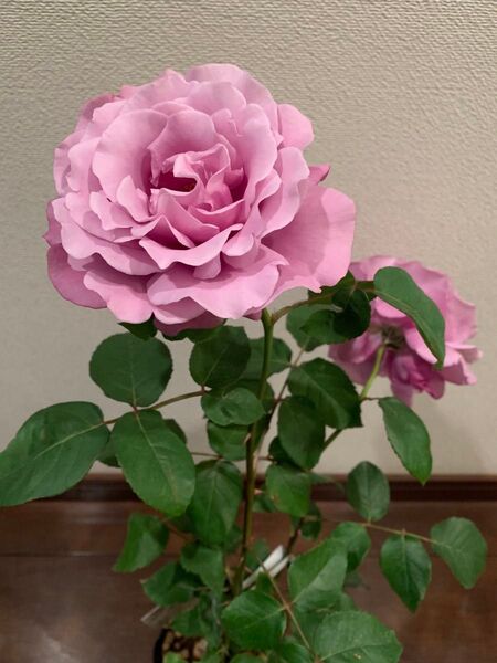 【新入荷】四季咲きバラ苗 3品種セット 蕾あり 正規品 芳香 今日だけ5680円です! 開花中