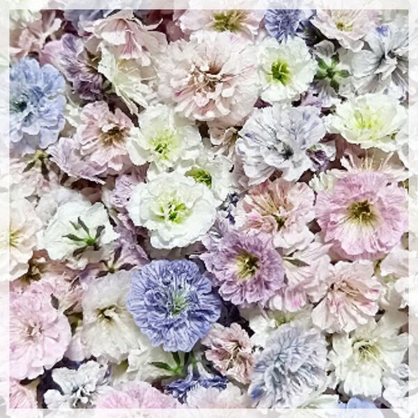 かすみ草 藤色mix