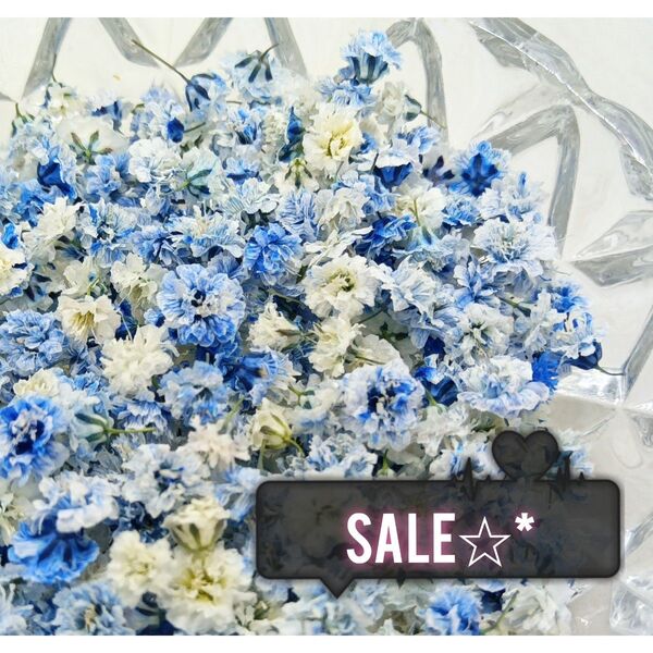 sale☆*かすみ草ドライフラワー