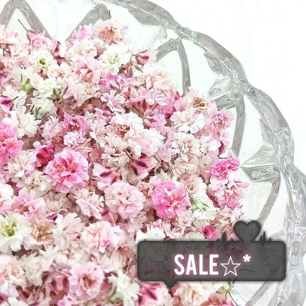 sale☆*かすみ草ドライフラワー