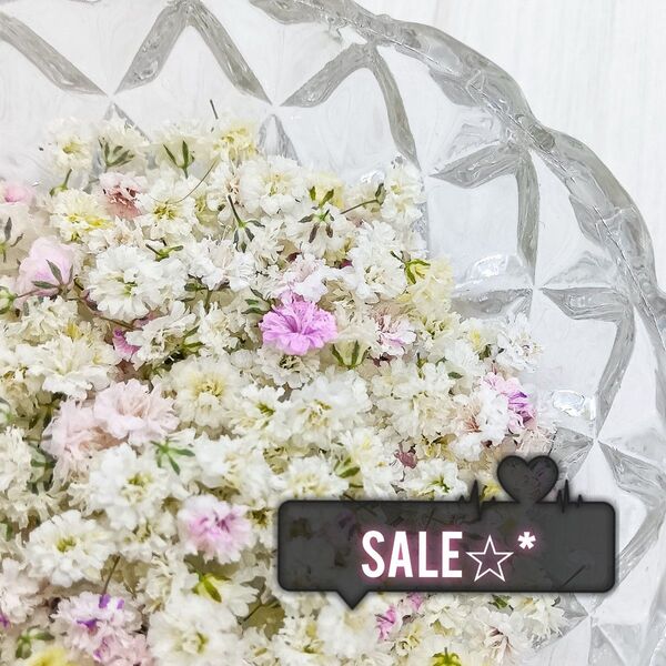 sale☆* かすみ草 ドライフラワー