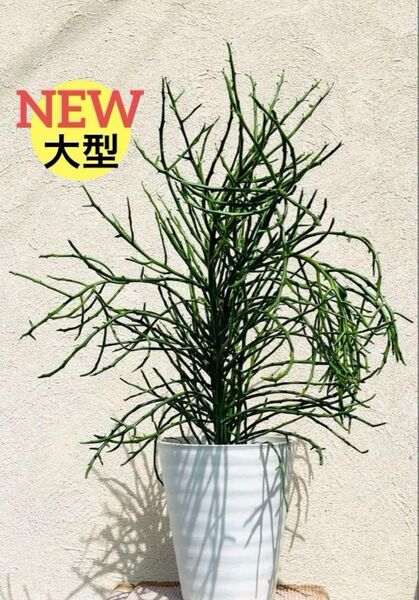 【限定1鉢】ユーフォルビア オンコクラータ 「大型レア」7.5号 【6~7本株】【激安】【最終値下げ】多肉植物 大型 観葉植物