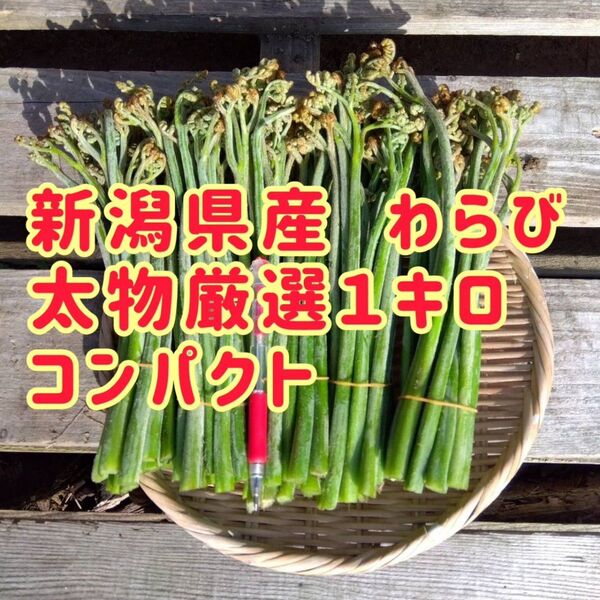 新潟県産わらび 太物厳選1キロ コンパクト もうすぐ終了です。ご購入はお早めに!